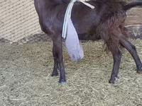 Արու այծ, LaMancha goats — լուսանկար 2