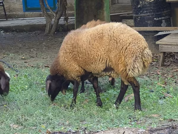 Խոյ, Ոչխարներ