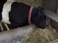 Bovinos (lote, sexo no especificado), Russian Black pied cattle — foto 4
