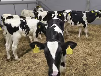 Ցուլ, Russian Black pied cattle — լուսանկար 3
