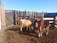 Ցուլ, Simmental cattle — լուսանկար 2