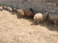 Ovelhas (lote, sexo não especificado), Ovelhas — foto 1
