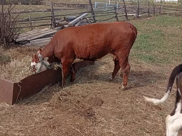 Kuh, Hereford