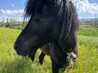 Ձի, American shetland pony — լուսանկար 7