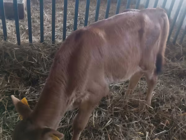 Bull, Cattle