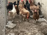 Chickens — լուսանկար 3