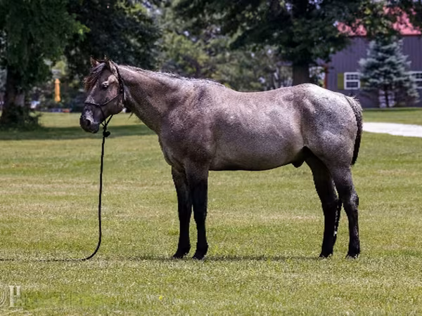 Ձի, Quarter Horse