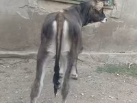 Сиыр, Swiss cattle — 3-сурет