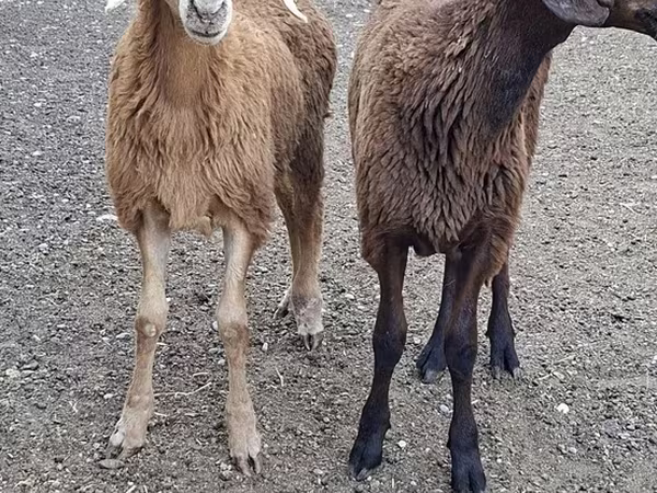 Արու այծ, Այծեր