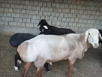 Widder, Edilbay sheep — Foto 4