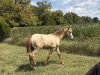 Horse (M), Kentucky mountain daddle horse — photo 3