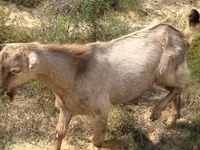 Bode, Cabras — foto 3