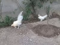 Японский миниатюрный — фото 2