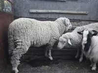 Խոյ, Ոչխարներ — լուսանկար 2
