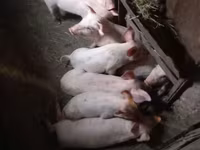 Eber, Schweine — Foto 2