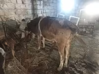 Сиыр, Simmental cattle — 1-сурет