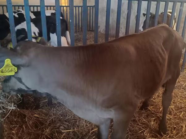Ցուլ, Simmental cattle