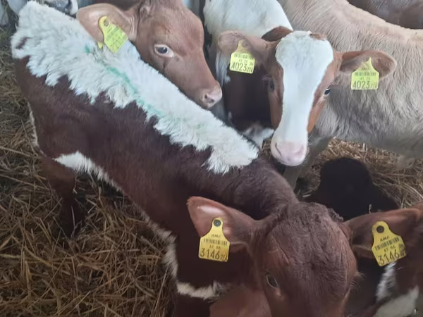 Ցուլ, Simmental cattle