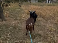 Теке, Murcia-Granada goats — 2-сурет