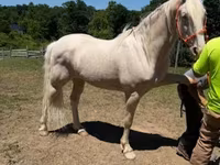 حصان, Kentucky mountain daddle horse — الصورة 1