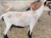 Էգ այծ, Alpine goat — լուսանկար 2