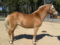 Էգ ձի, Haflinger — լուսանկար 2