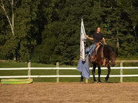 Ձի, Racking Horse — լուսանկար 7