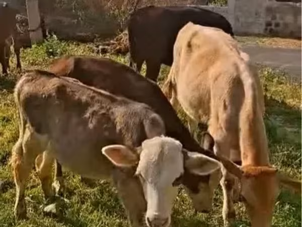 Bull, Cattle — Armenia