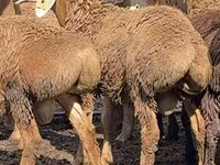 Խոյ, Arashan sheep — լուսանկար 2