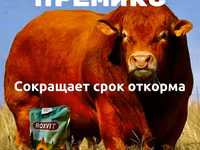 Для быстрого откорма КРС и МРС — photo 1
