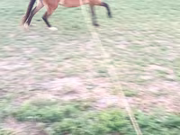Mare, Horses — photo 4