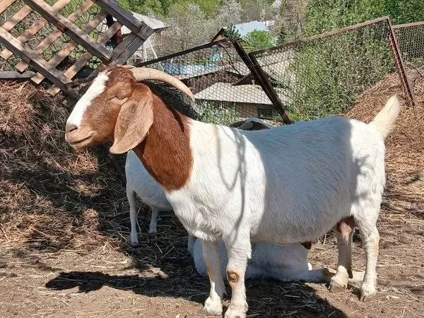 Արու այծ, Boer goat