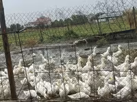 Deutscher Pekin — Foto 1
