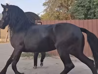 Бээ, Фриз породу — сүрөт 5