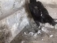 Ayam Cemani — Foto 4