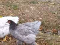 Brahma — Foto 8