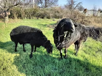 Қошқар, Tian-Shan semifinewool sheep — 4-сурет