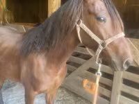 Айғыр, Rocky Mountain Horse — 4-сурет