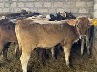 Կով, Խոշոր եղջերավոր — լուսանկար 4