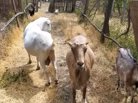 Արու այծ, LaMancha goats — լուսանկար 5