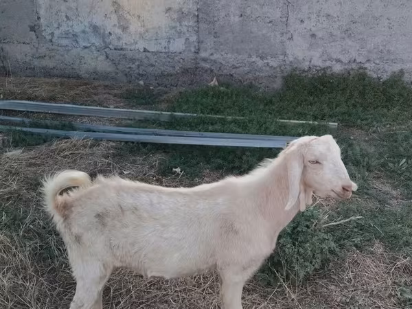 Овца, Бараны