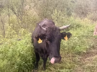 Cow, Cattle — photo 7
