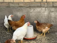 الطاوي — الصورة 3