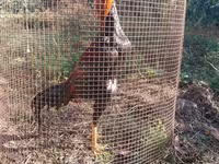 Chickens — foto 3
