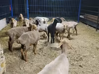 Ոչխար, Katum sheep — լուսանկար 2