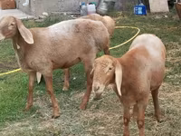 Ոչխար, Arashan sheep — լուսանկար 7