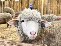 Ոչխար, Kuibyshev sheep — լուսանկար 1