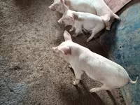 Eber, Schweine — Foto 5