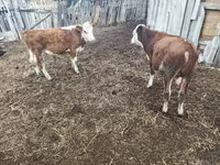 Bulle, Kasachische Weißkopfkuh — Foto 2