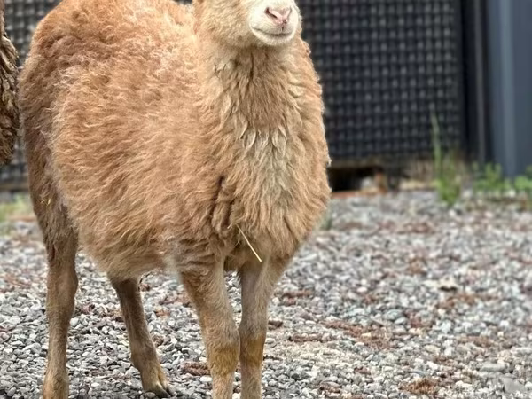 Ram, Hissar sheep